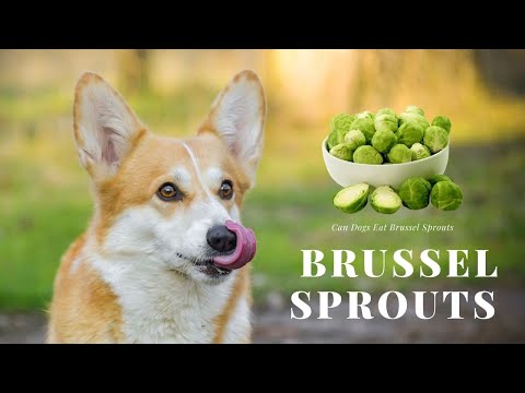 Can Dogs Eat Brussel Sprouts? Are Brussel Sprouts Safe for Dogs & Puppies