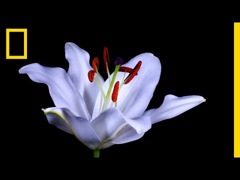 Time-Lapse: Watch Flowers Bloom Before Your Eyes | Short Film Showcase