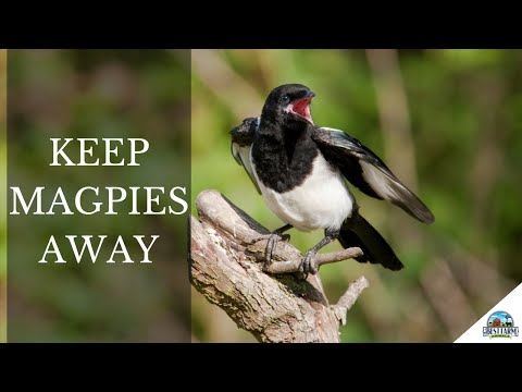 How To Scare and Keep Magpies Away: Safe and Natural Deterrents