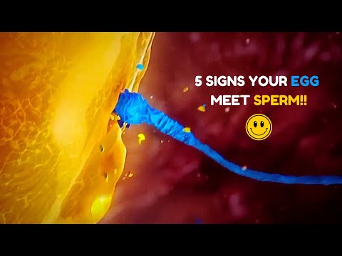 5 Major Signs Your Egg Has Been Fertilized - Egg and Sperm Meet Symptoms 5 Major Signs Your Egg Has Been Fertilized - Egg and Sperm Meet Symptoms