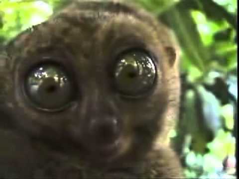 Funny: big eyes Tarsier Funny: big eyes Tarsier