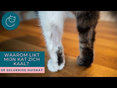 WAAROM LIKT MIJN KAT ZICH KAAL? - De gelukkige huiskat | Kattengedrag