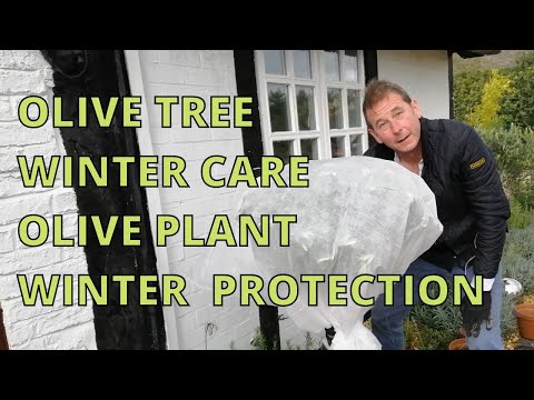 Olive Tree Winter Care.  Olive Plant Winter Protection