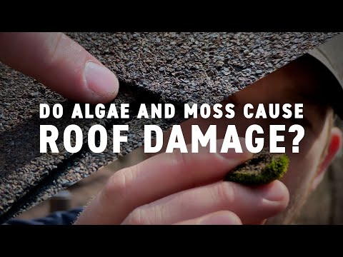 Do Algae, Moss and Other Growth Cause Roof Damage? // Northface Construction