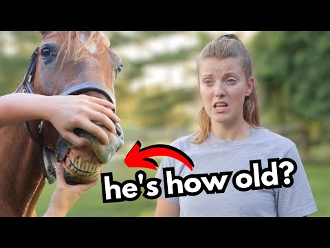 How To Tell How Old Your Horse REALLY Is