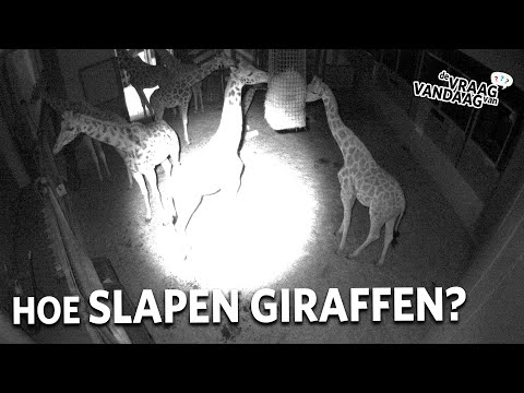 Hoe slapen giraffen? 🦒  | De Vraag Van Vandaag