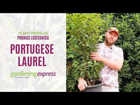 Plant Profile - 'Portugese Laurel' Prunus Lusitanica