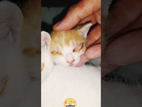 How I Treat a Kitten or Cat Eye Infection at Home