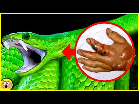 Top 10 Giftigste Slangen ter Wereld