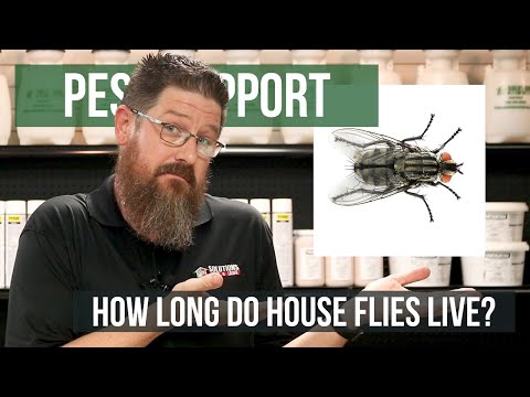 How Long do House Flies Live? | Pest Support