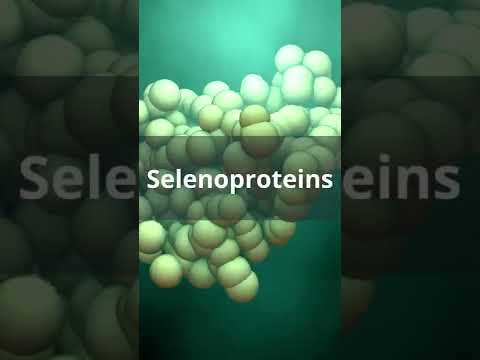 What does Selenium do in the body?