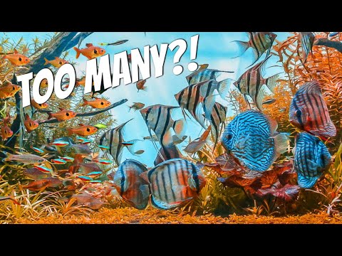 How MANY FISH Can You Put In Your Aquarium?