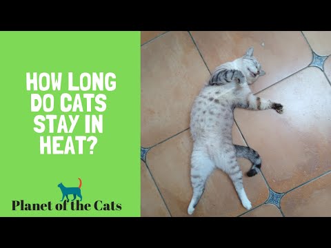 Hoe lang blijven katten loops?