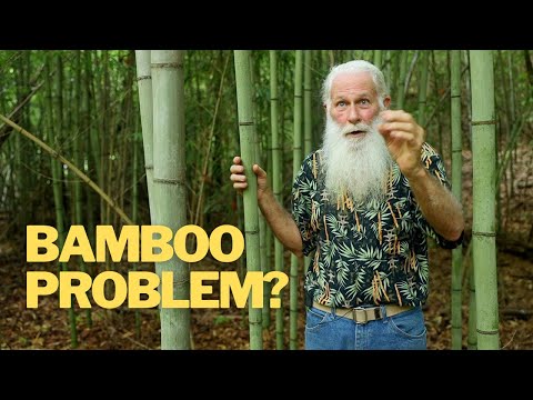 The Secret to Killing Bamboo | NO Chemicals or Machines