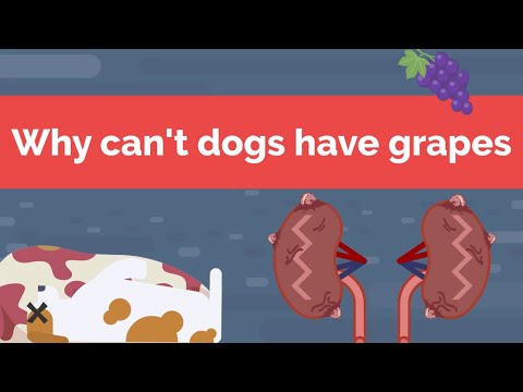 Why can't dogs have grapes?