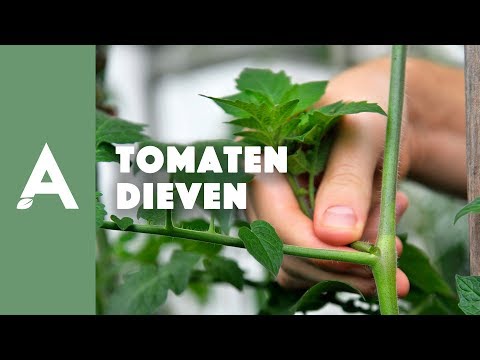 Tomaten dieven - Een groener thuis! #36