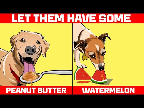 Human Foods that Are Actually Good for Dogs