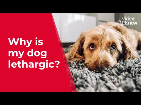 Why Your Dog Is Lethargic And What To Do