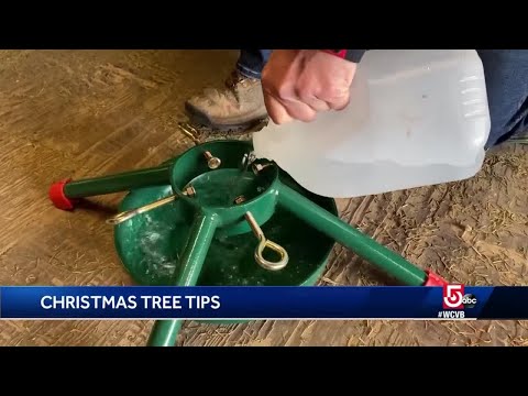 Secrets to properly watering Christmas trees