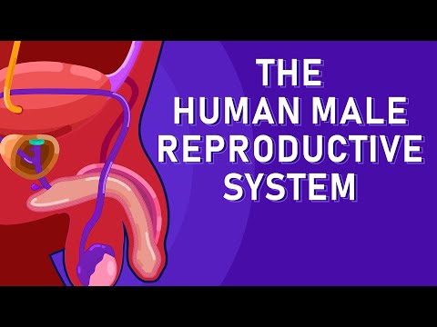 The Journey of Sperm: How the Male Reproductive System Works