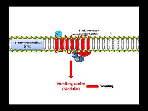 Metoclopramide: Mechanism of action