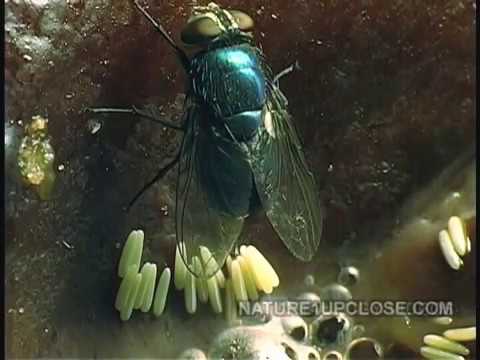 Life cycle of the fly, flies laying egg, eggs hatching