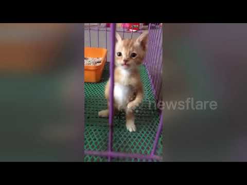 Kitten stands on two legs like a human