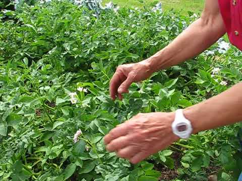 How to Know When Potatoes are Ready for Harvesting Part 1