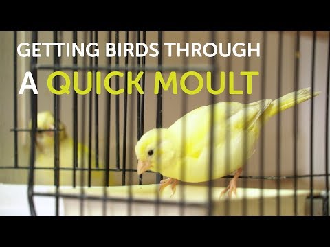 How To Get Birds Through a Quick Moult | The Canary Room Top Tips