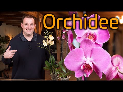 Tips voor de verzorging van je Orchidee (Phalaenopsis)