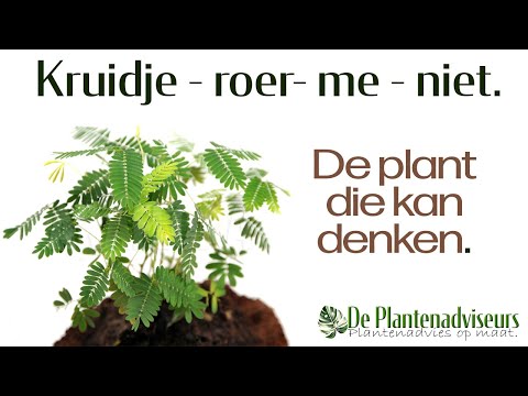 Kruidje roer me niet is één van de slimste planten! Ze kan denken!