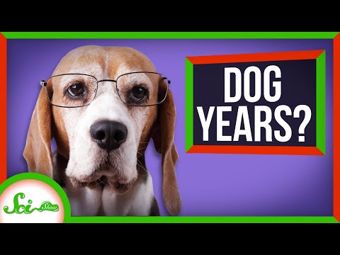 The Truth About Dog Years (Your Pupper Is Older Than You Think!)