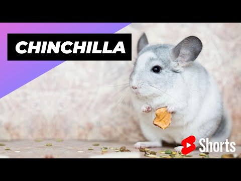 Chinchilla 🐭 One Alternative Animal To Have As A Pet #shorts