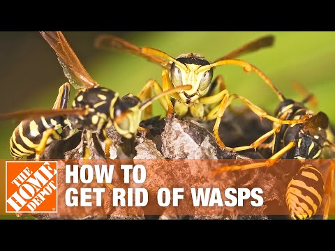 How to Get Rid of Wasps Around the House | The Home Depot