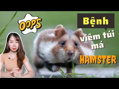 BỆNH VIÊM TÚI MÁ Ở HAMSTER VÀ CÁCH NHẬN BIẾT VÀ ĐIỀU TRỊ