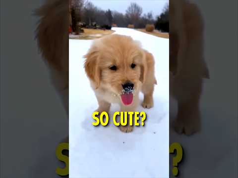 Why Golden Retrievers are so popular