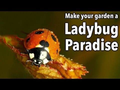 Make Your Garden a Ladybug Paradise