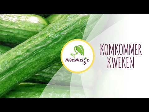 Komkommer zaaien | Komkommer kweken (in pot)