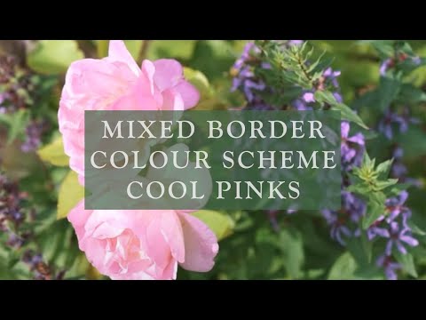 Mixed Border Colour Scheme Cool Pinks by David Austin Roses